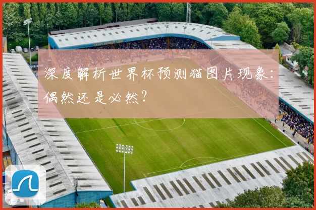 深度解析世界杯预测猫图片现象：偶然还是必然？
