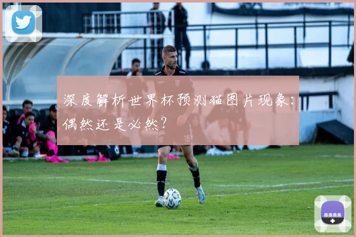 深度解析世界杯预测猫图片现象：偶然还是必然？